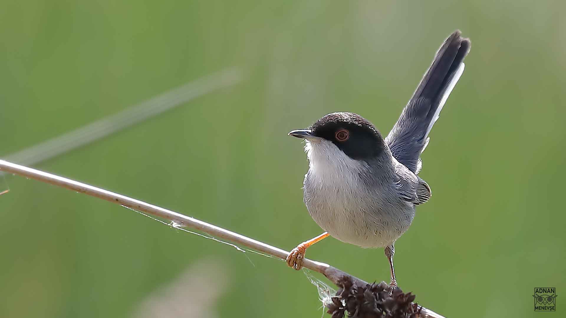 Sardinian Warbler